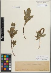 Foto von Salix hastata L.